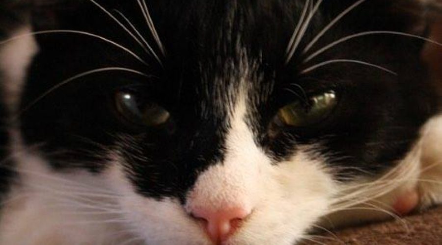 Grump Cat