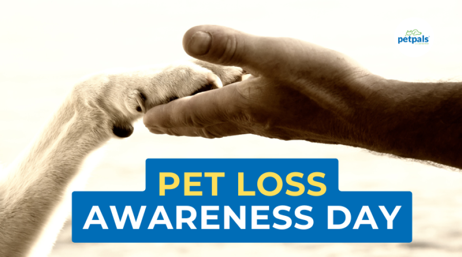 Pet Loss
