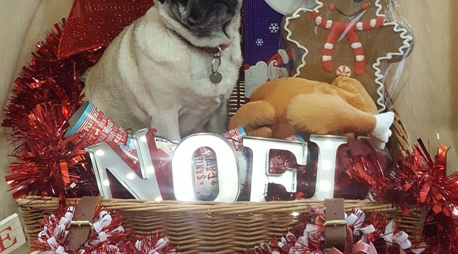Beware these Christmas poisons for your dog