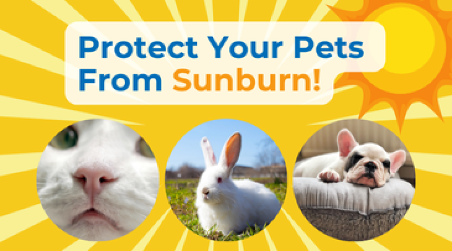 Protect Your Pets From Sunburn