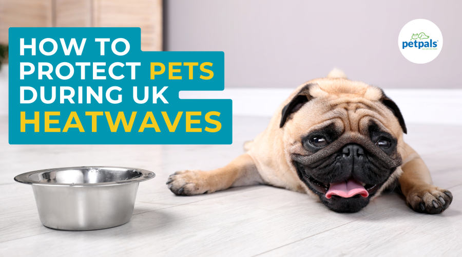 Protect pets in UK heatwave