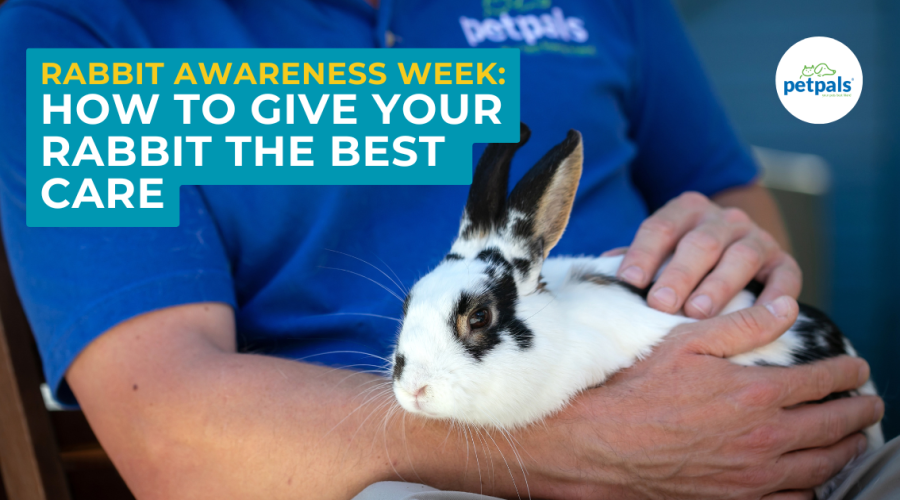 Rabbit Awareness Week - Blog
