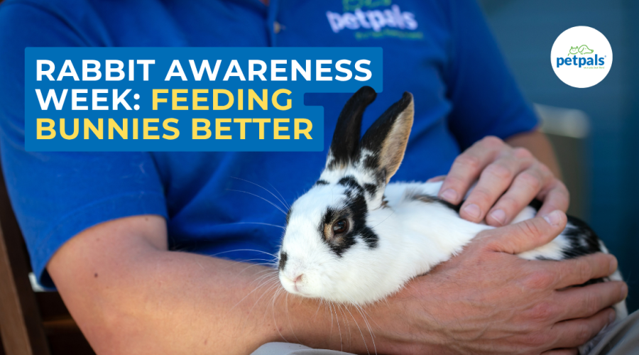 Rabbit Awareness Week Feeding Bunnies Better