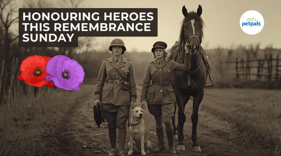 Two women in military attire stand over a field of poppies, highlighting themes of remembrance and tribute.
