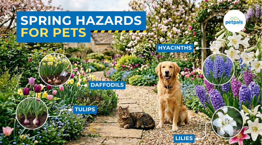 Spring hazards for pets. Toxic plants and flowers