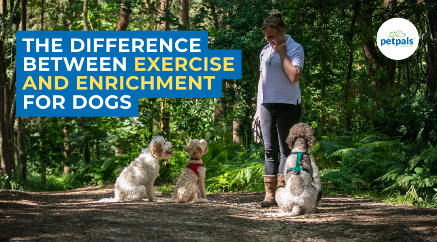 The difference between exercise and enrichment for dogs