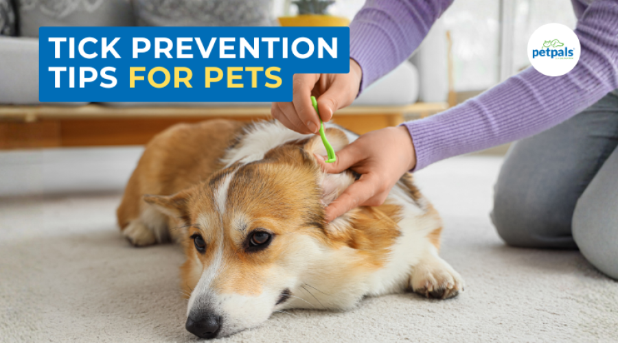 Tick Prevention Tips for Pets - How to Proection Against Ticks