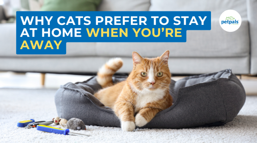 Why cats prefer to stay at home when you're away (2)
