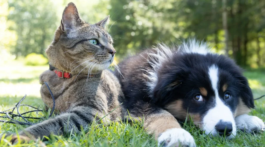 How Pet Pals Supports You Every Step of the Way
